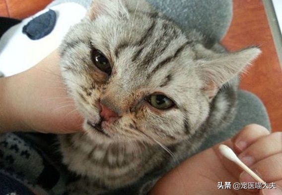 猫鼻支症状治愈后还打喷嚏怎么办,猫鼻支的原因及治疗方法