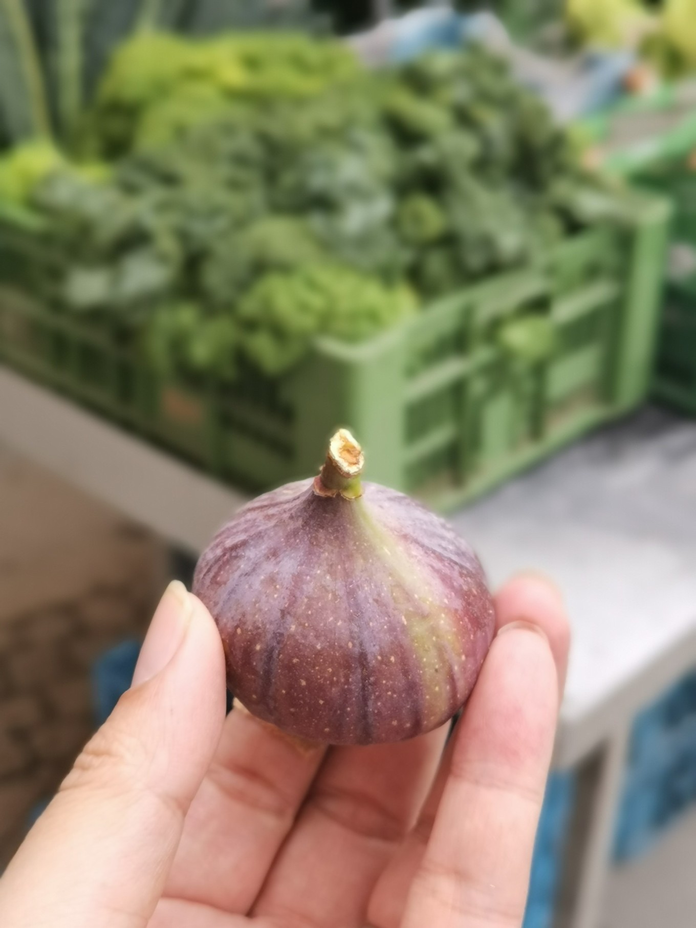 中欧五国自驾之旅跟随莫扎特的足迹品尝咖啡和巧克力