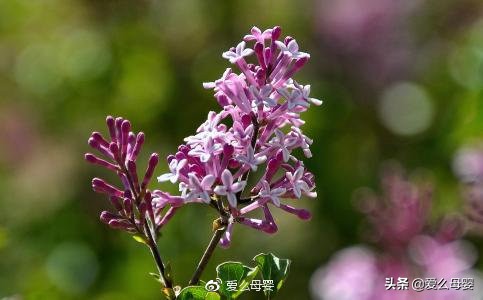 不容易怀孕的人适合养什么花,怀孕后家里适合养什么花