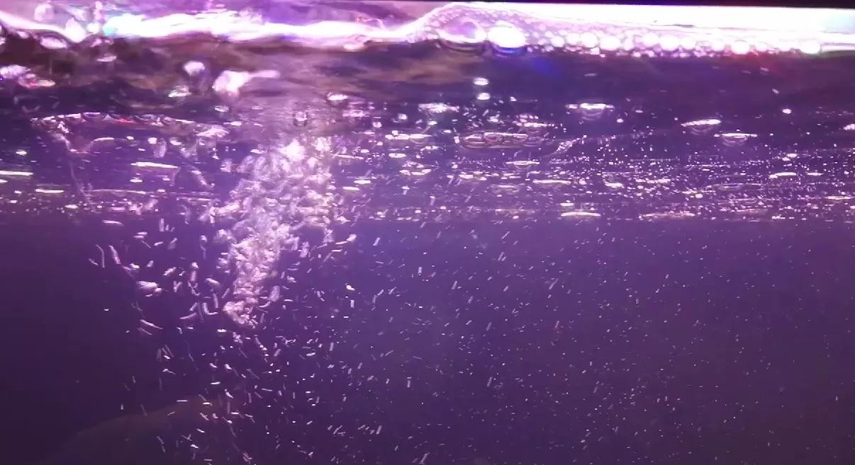 硝化系统崩溃鱼怎么补救,硝化系统崩溃鱼开始趴缸了