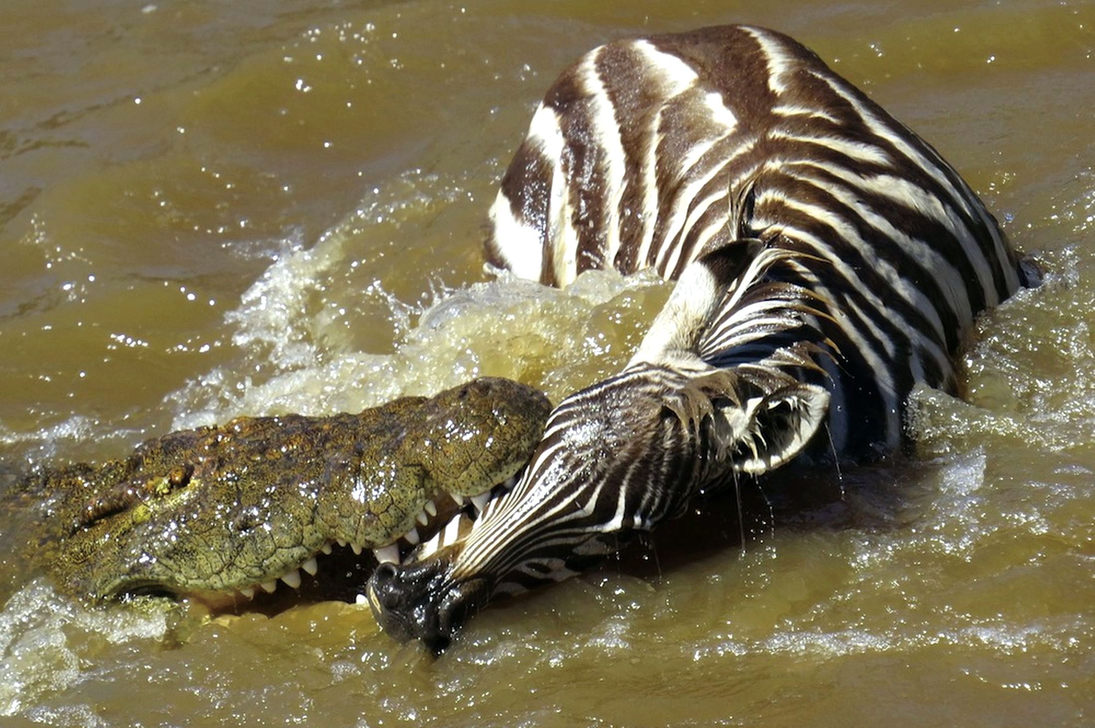 美洲鳄动物介绍,美洲鳄和鳄鱼的区别
