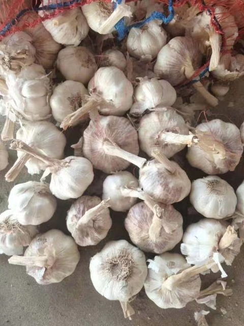 蒜薹价格最新行情分析,2022年3月6日大蒜行情