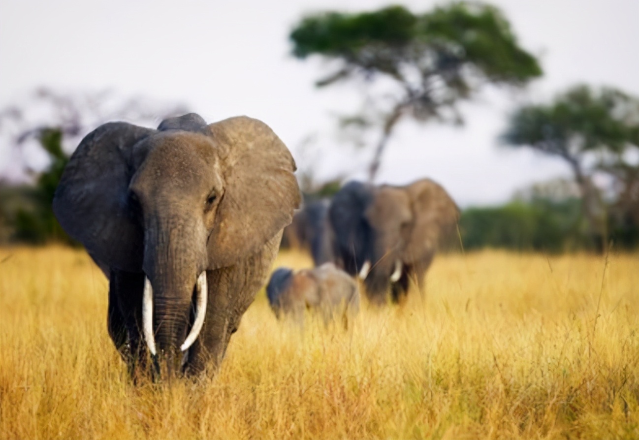 大象的肉有什么营养,大象的肉可以吃吗