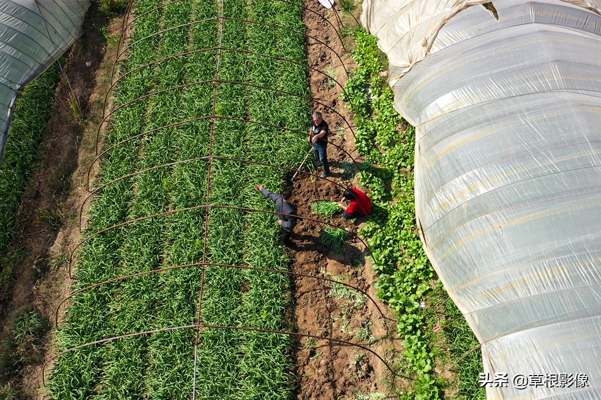 蒜苗产量一亩有多少利润,假蒜苗长什么样子
