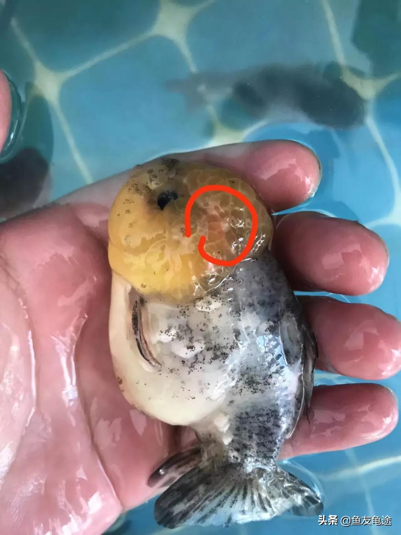 金鱼头瘤白色变紫有血丝,金鱼头瘤有白色絮状物是为什么