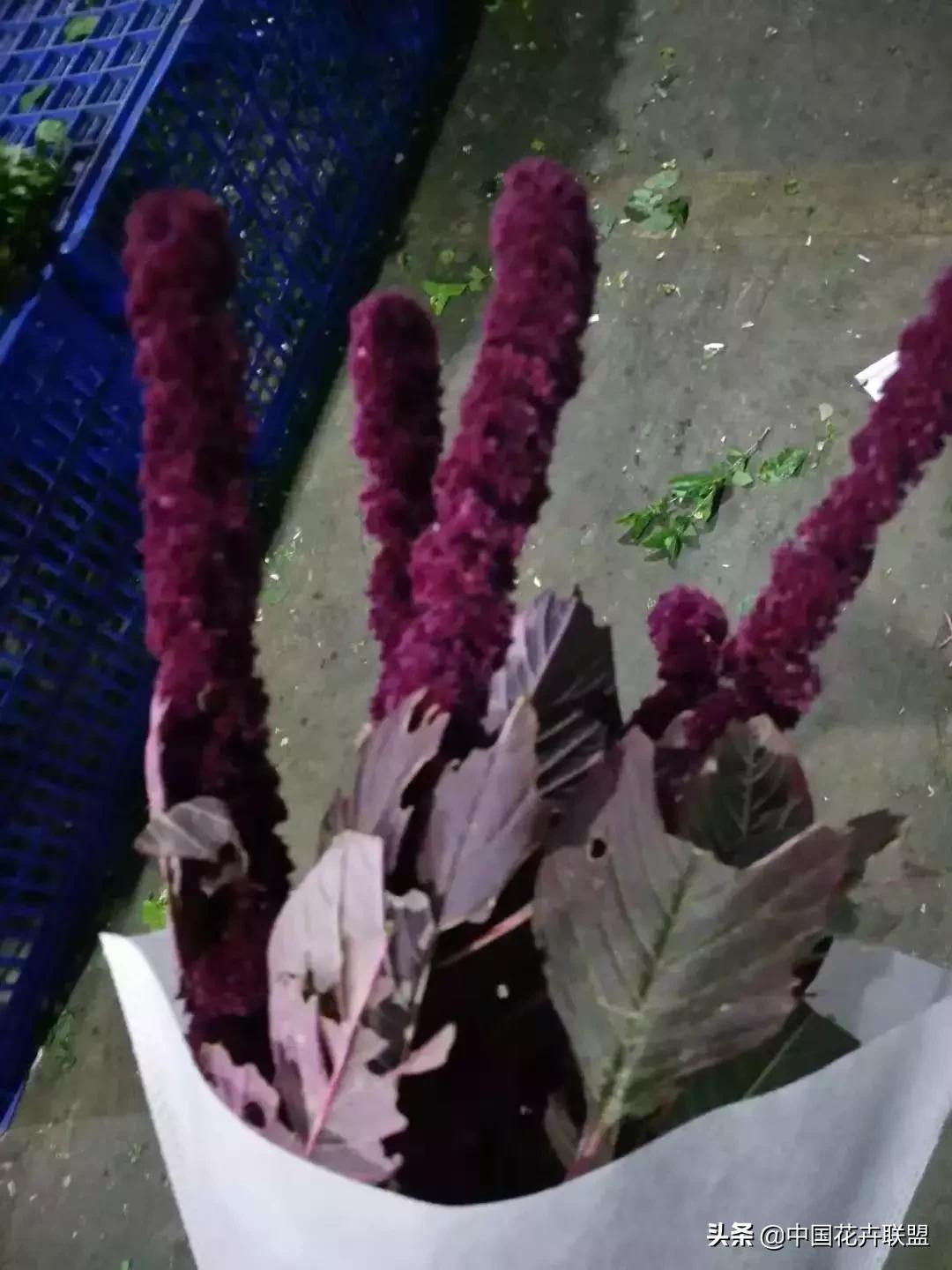 春天花市有哪些花材,便宜又大把的花材有哪些