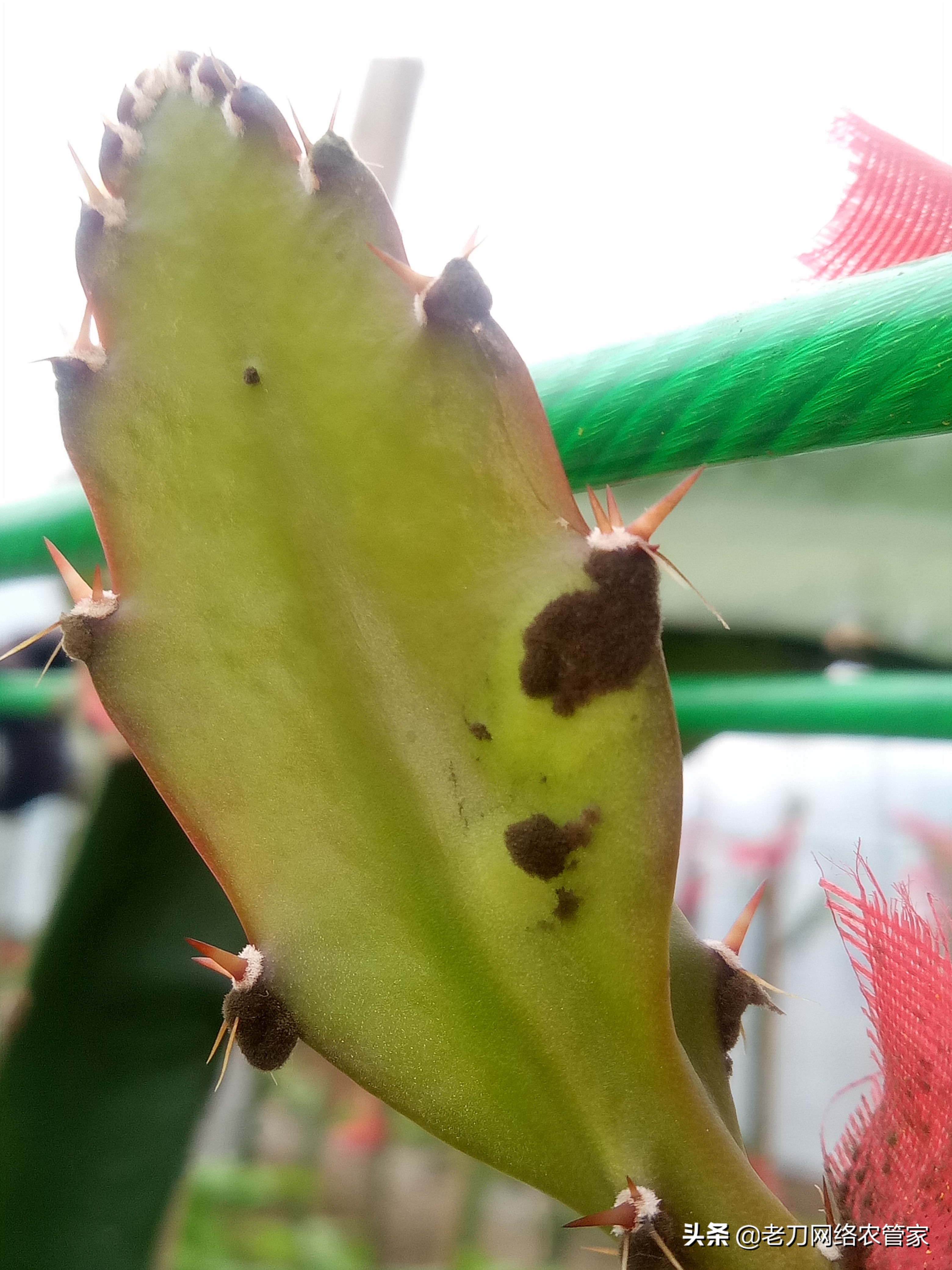 火龙果煤污病,火龙果炭疽病枝条要立即清除吗