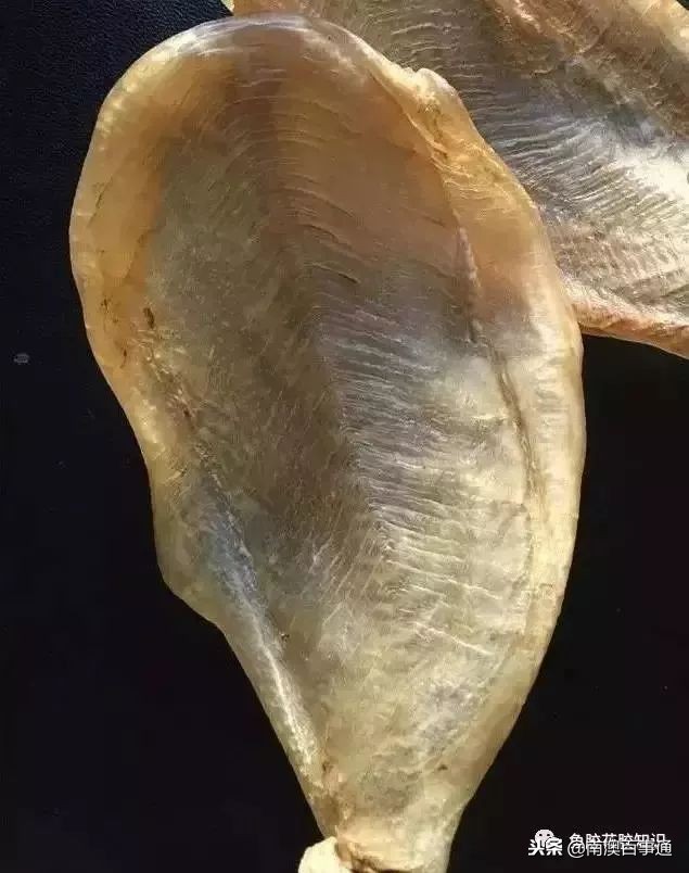 涨知识！鱼胶种类大全，不看亏大了！