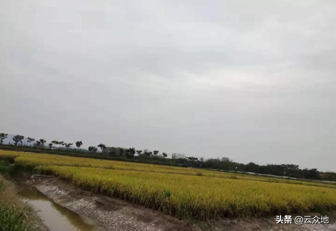 虾稻连作龙虾养殖技术,稻田龙虾养殖新模式技术