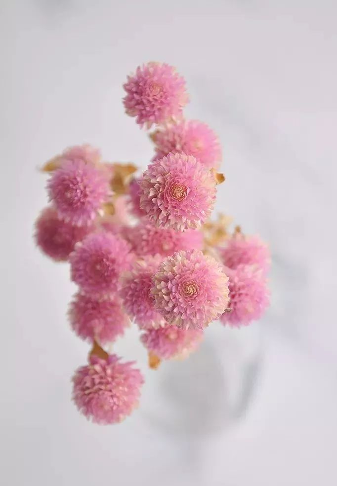 适合做干花的7种花,太阳花切花怎么做干花