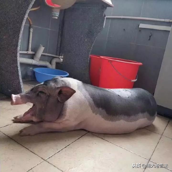 学生养宠物猪被批评,大学生宿舍养宠物处分有什么影响