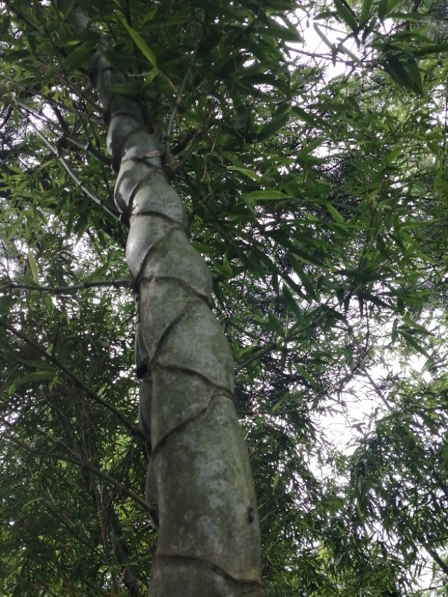 安吉江南天池民宿,安吉有座江南天池