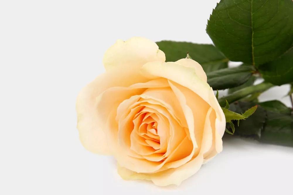 一篇文章带你认识三亚40种花,鲜花图鉴一次性认识30种玫瑰花