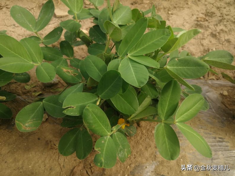 《落花生》课文原文,落花生是什么意思