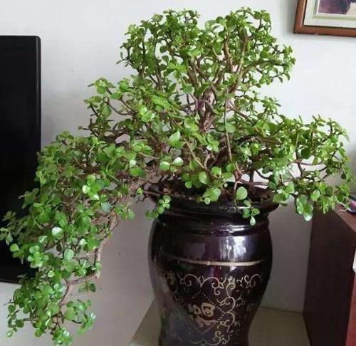 2种“镇宅树”，新年养1盆，“财运”越来越旺，观赏价值还高！