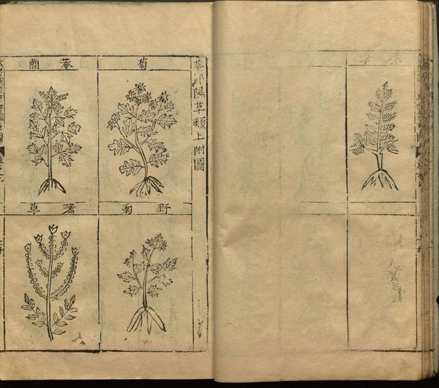 本草纲目中插图是李时珍画的吗,本草纲目李时珍插图