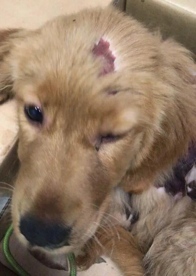 金毛被男子疯狂虐待，志愿者被威胁报复，有些人内心到底有多黑暗