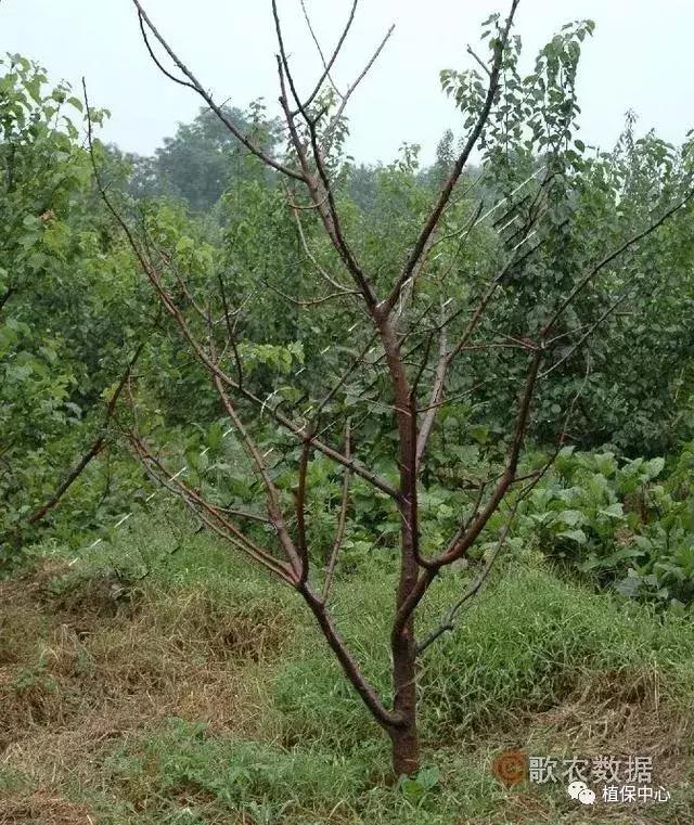 几种果树根部病害的症状识别与防治