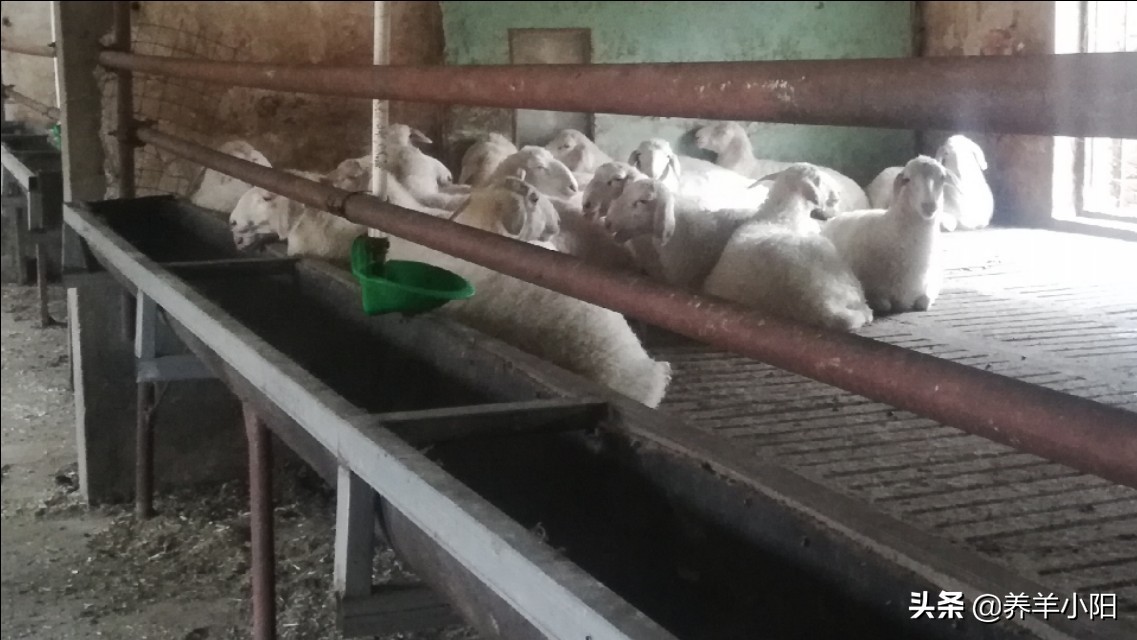 新手养羊什么时候买羊最便宜,养羊应该怎么买羊