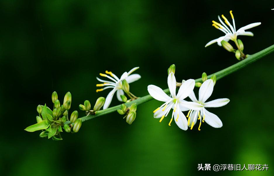 吊兰长的爆盆能直接全剪掉吗,吊兰怎么养才能长出小吊兰图片