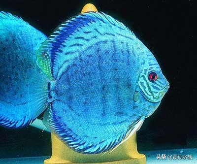 关于养七彩神仙鱼的视频,北方水养七彩神仙鱼行吗