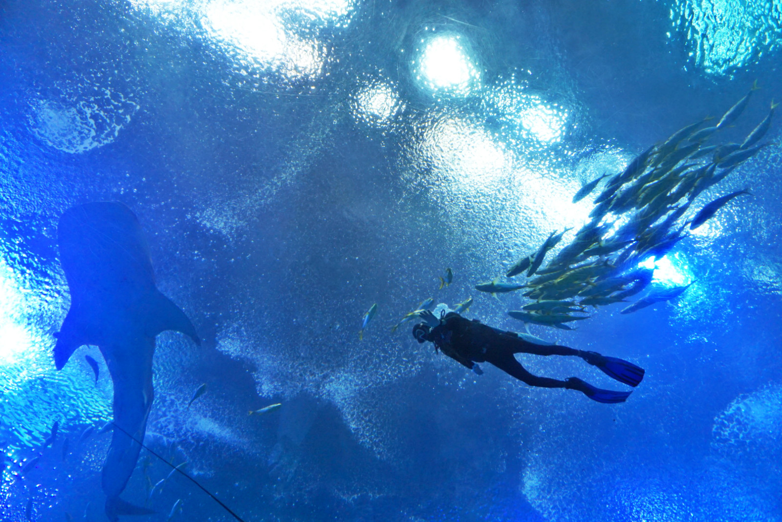 常州恐龙园和珠海长隆哪个好玩,珠海长隆海洋王国好玩吗