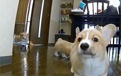 被猫狗咬伤如何正确处理,被猫狗咬伤十天了还能打针吗