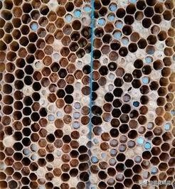 意蜂饲喂幼虫能力,意蜂护脾能力