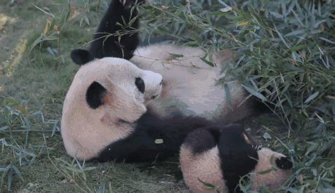 小宝宝滚下床一般摔到哪,宝宝摔倒了怎么自己爬起来