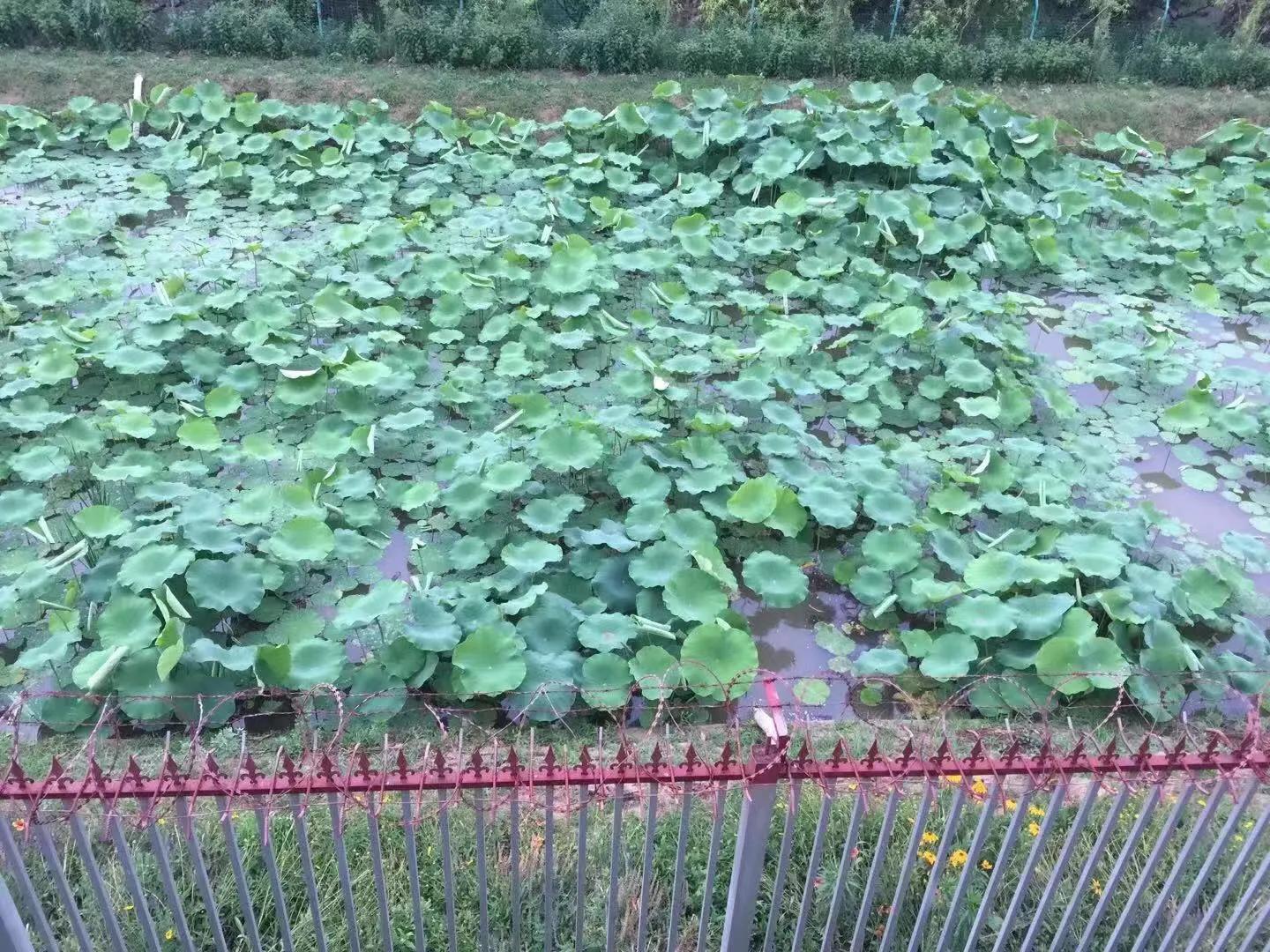 让孩子流连忘返的幼儿园,充满野趣的幼儿园