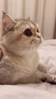 甭管啥就盘它,甭管什么东西盘它原版