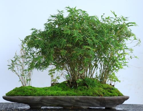 凤尾竹怎么养才会爆盆,盆栽凤尾竹怎么养