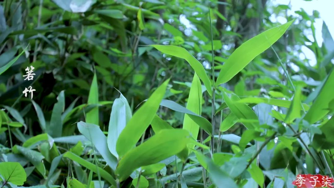 李子柒视频转场技巧,李子柒拍摄视频技巧