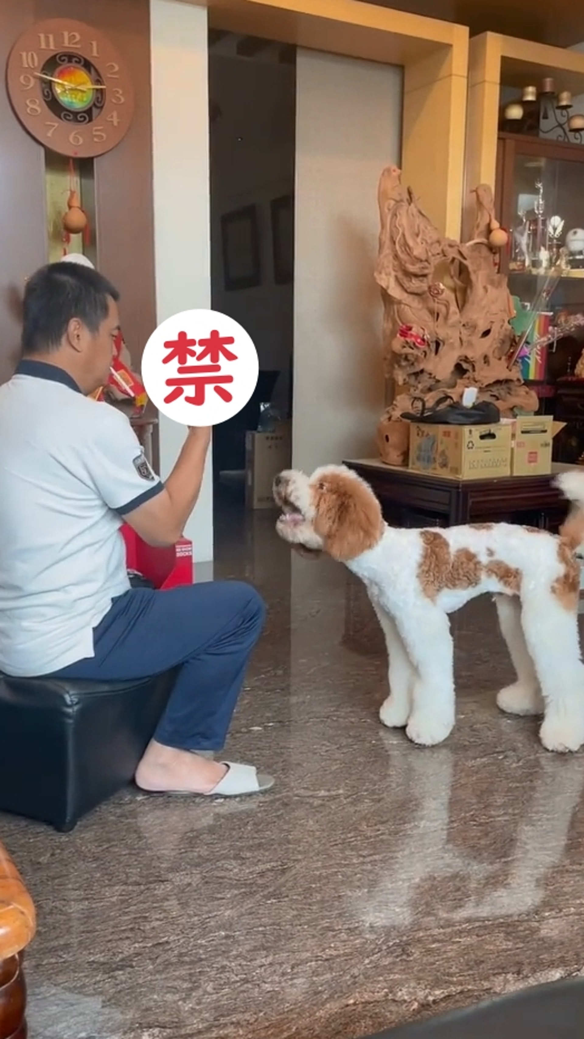 家里两只巨型贵宾犬,巨型贵宾犬发疯