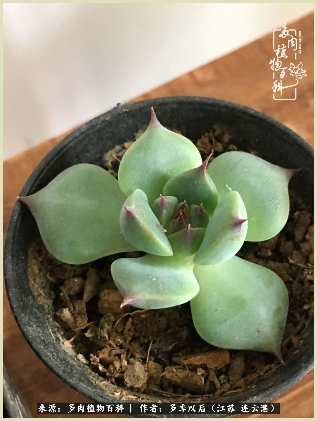 多去花前谈以后，少来月下忆当年