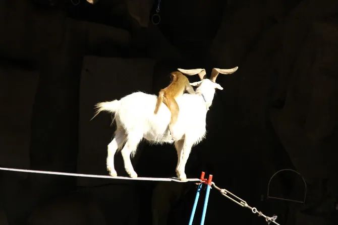 无冕之王任正非,任正非金凤凰