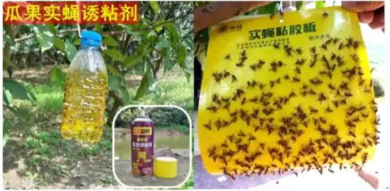 针蜂要怎么防治,瓜类针蜂有什么土法防治