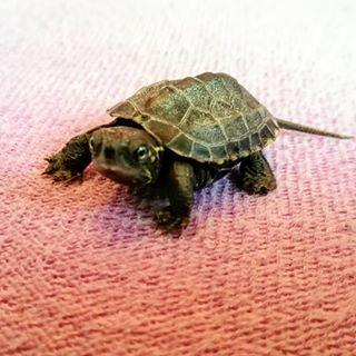 养草龟新手入门,草龟新手入门需要备点什么药