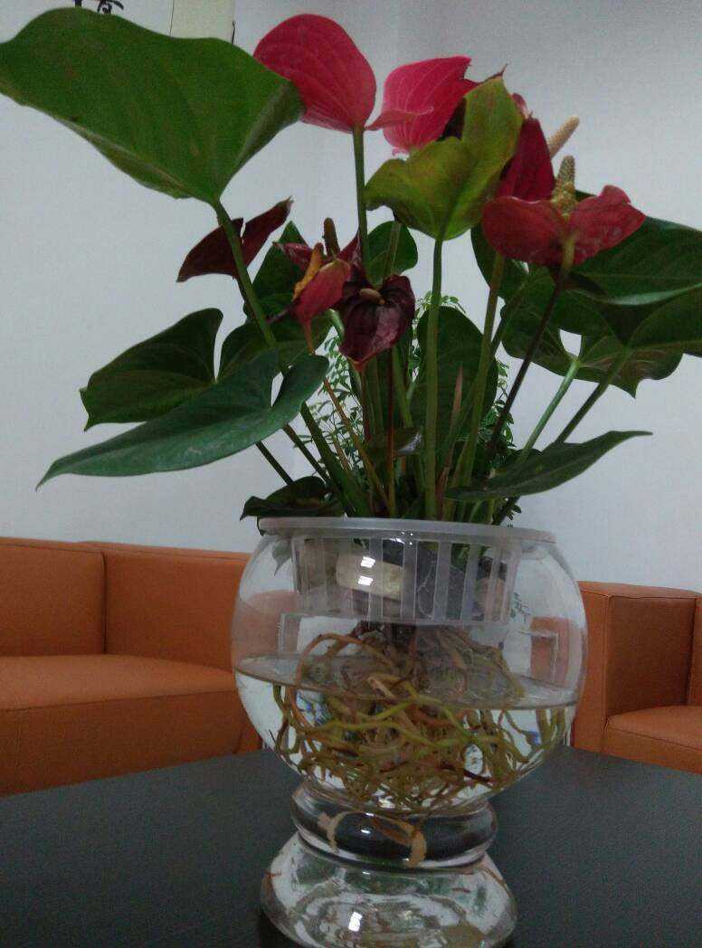 室内暖棚养花怎么养活,温度太高养花瘪了