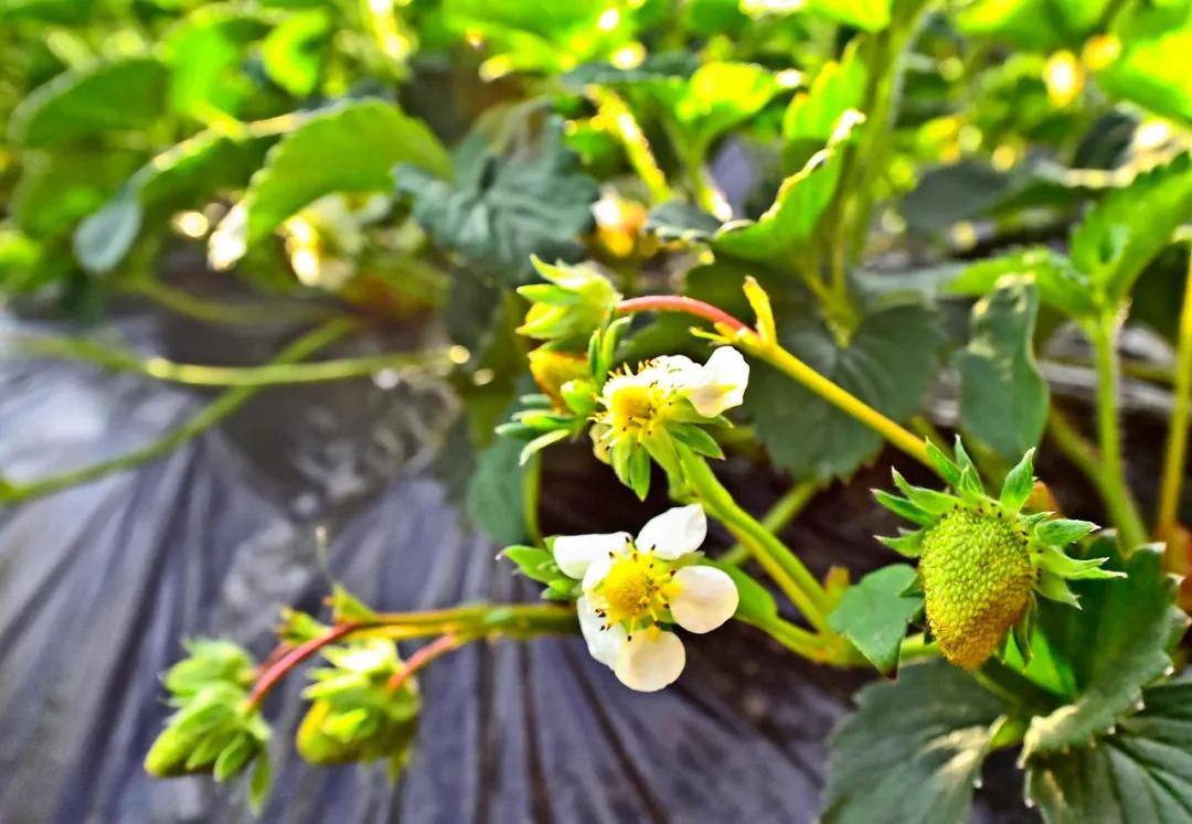 本溪农产品种植方法,本溪市明山区2024年赚钱项目