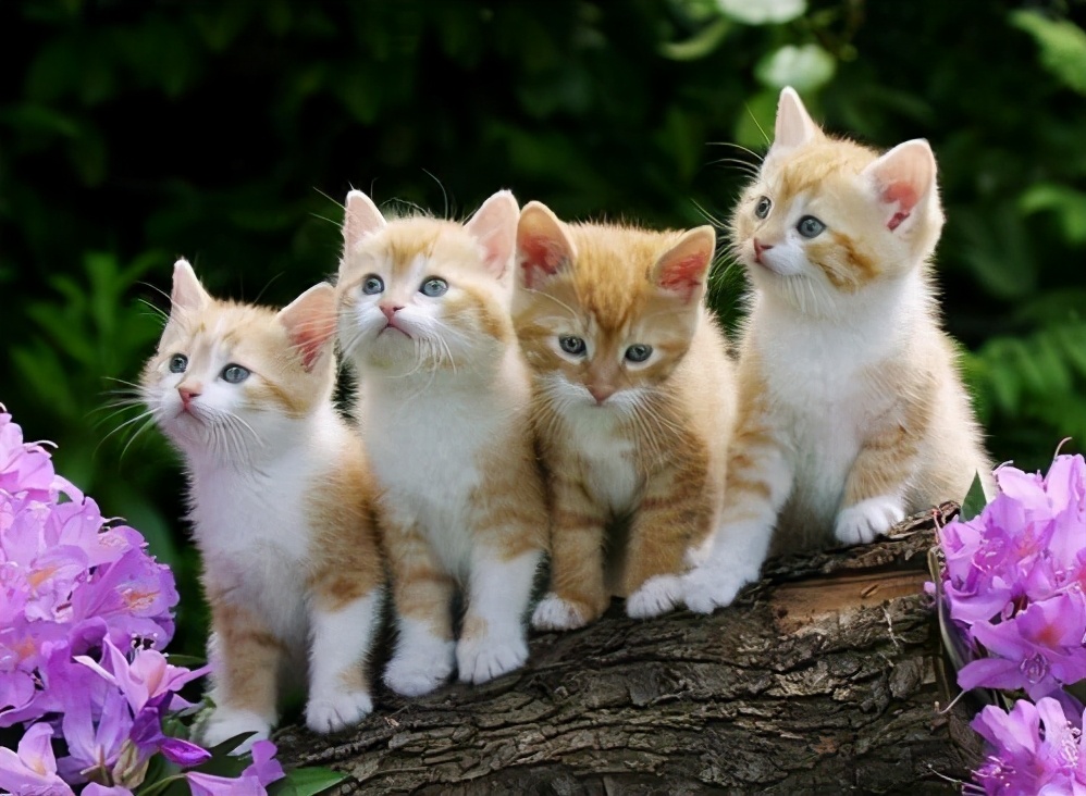 老祖宗选猫方法,在同一窝猫里挑性格最好的猫