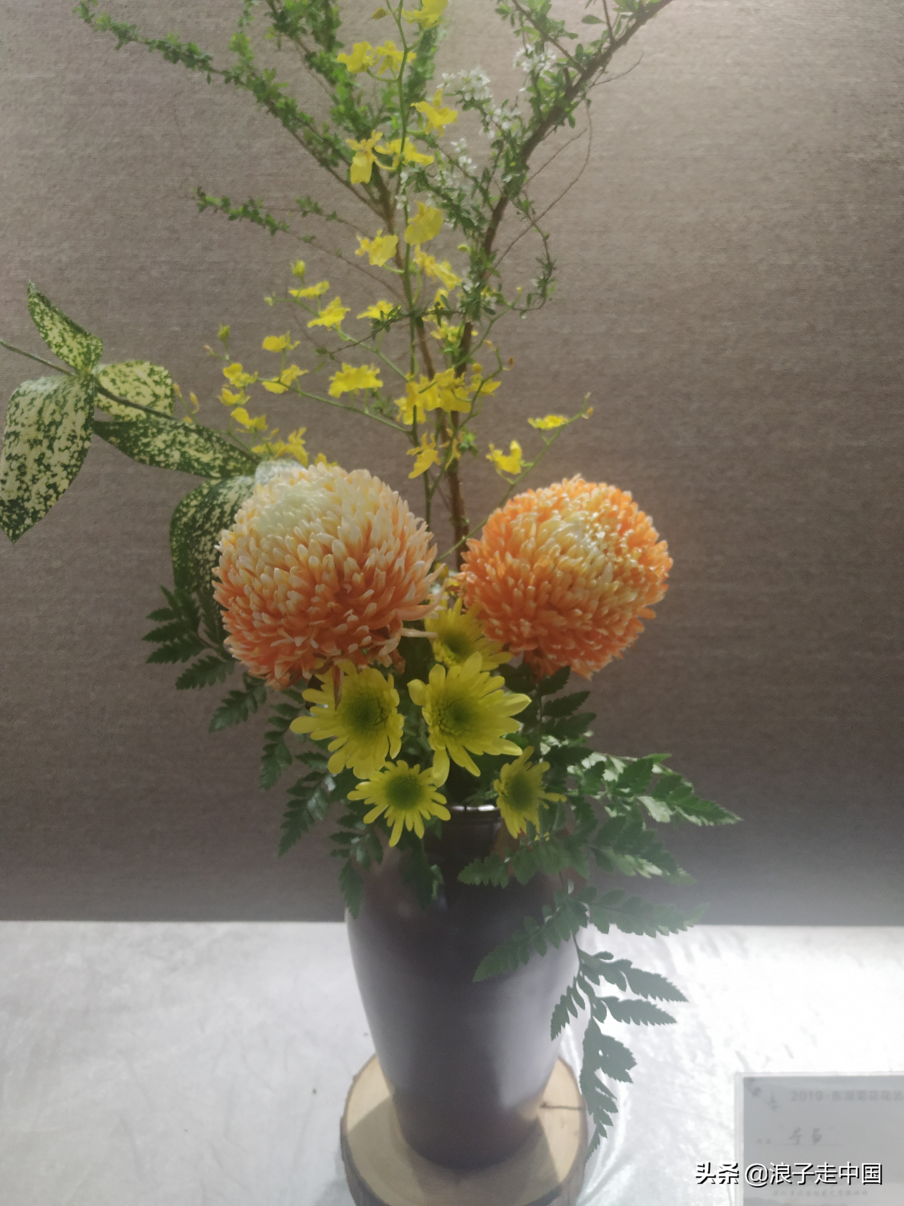 深圳的东湖公园的菊花展漂亮极了,深圳东湖公园赏菊花展