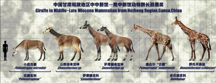 人类是真的经过设计的吗,大胆的推测