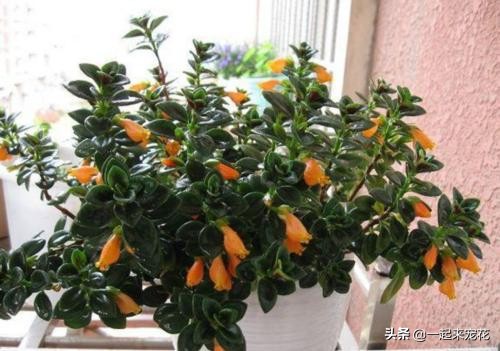 金鱼吊兰冬天怎么养才能爆盆,金鱼吊兰夏天能插活吗