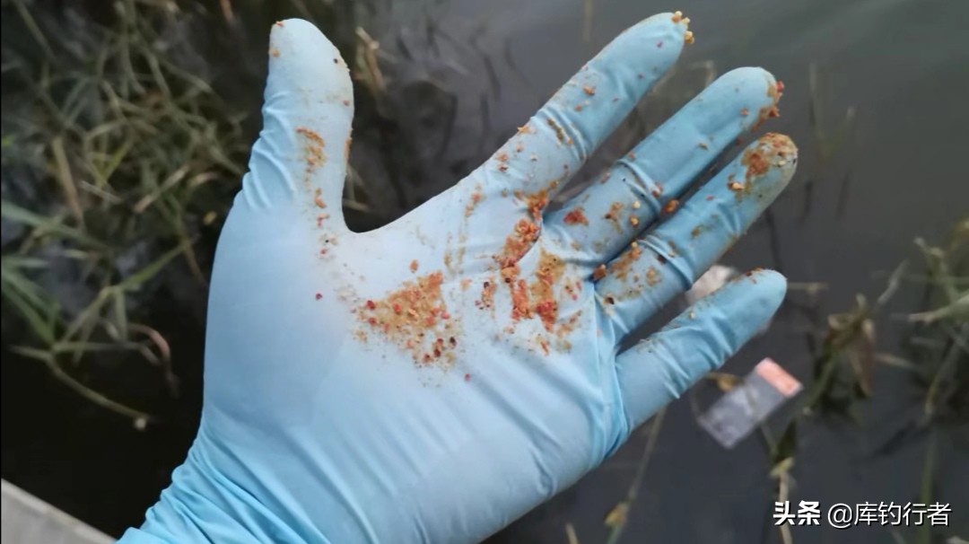 蓝鲫饵料实战评测,测评野战蓝鲫