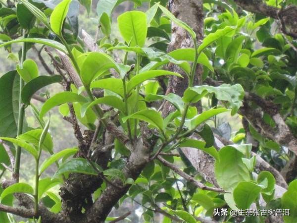 普洱茶之乡布朗山,普洱布朗山来历故事