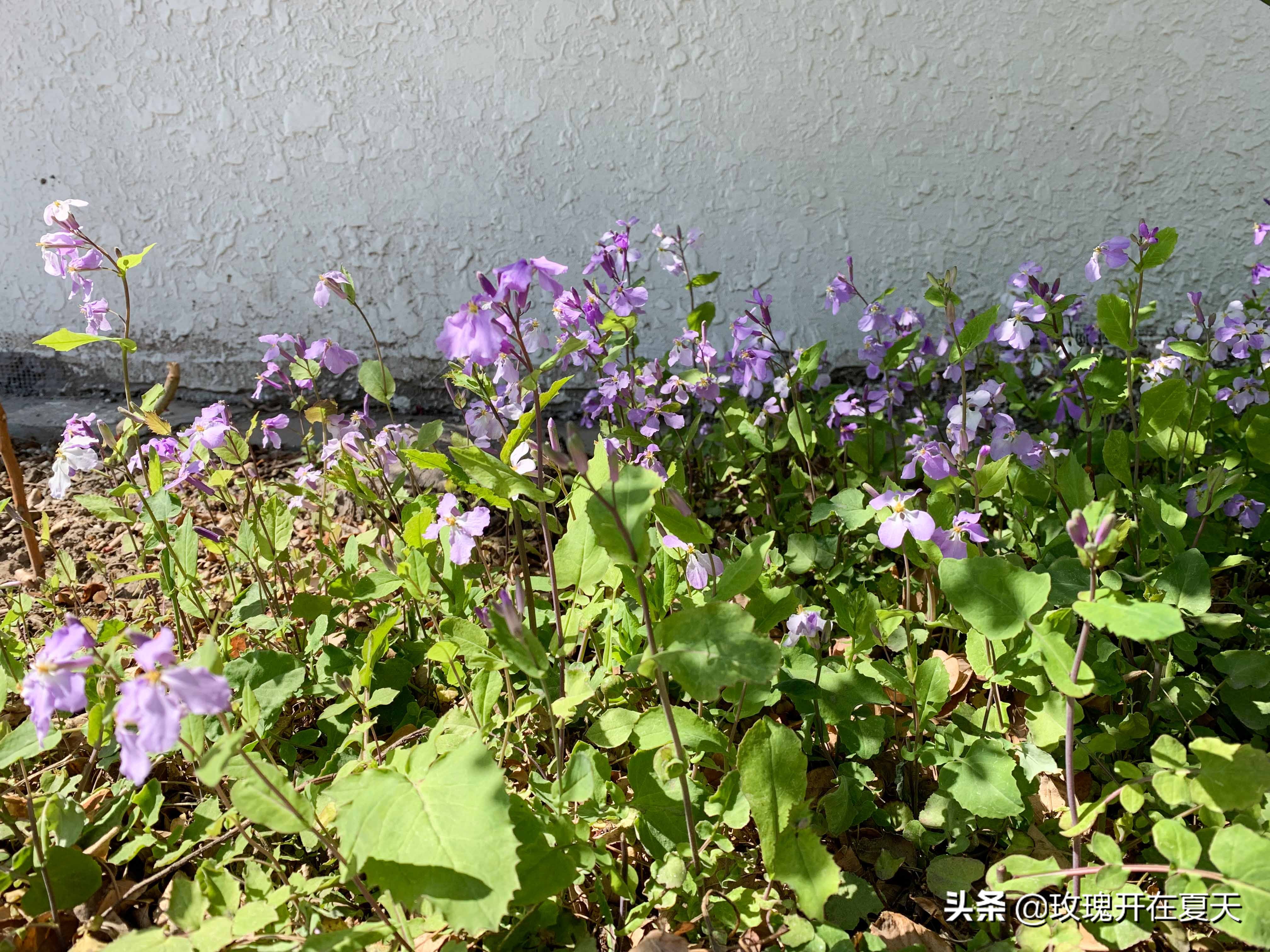 春天的应季蔬菜瓜果有哪些,春天的应季蔬菜益肝更健康