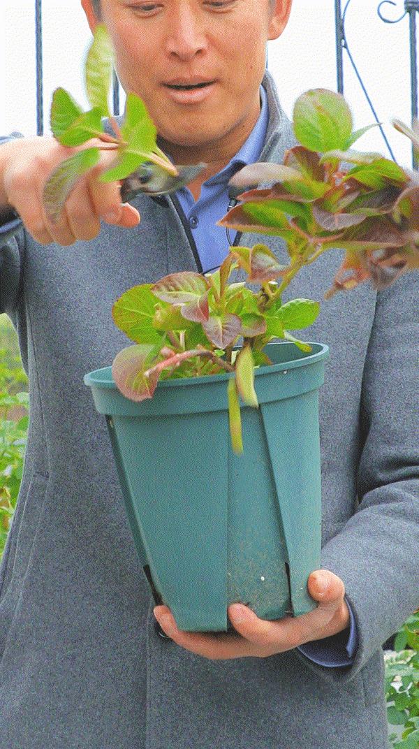 地栽绣球冬剪,两广地区绣球冬剪