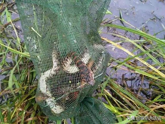 龙虾地笼网捉龙虾的原理,地笼野外捕龙虾注意事项