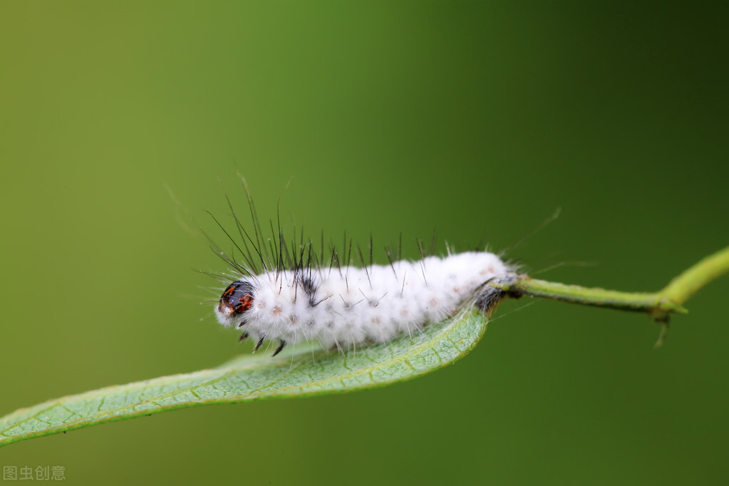蔬菜无农药除虫药,蔬菜长虫了又不想打农药该怎么办
